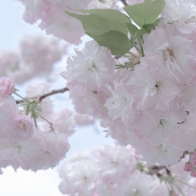 兽设海洋元素设计FurryQQ群